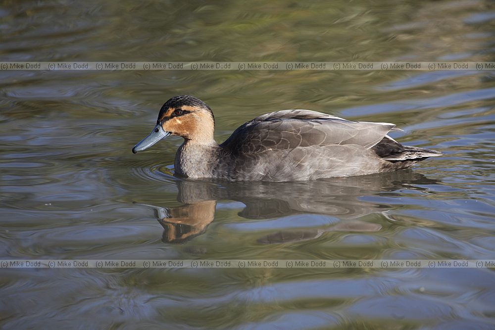 Anas luzonica Philippine Duck
