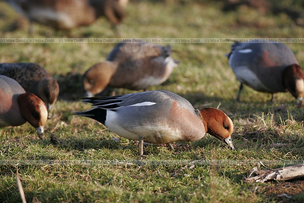 Anas penelope Wigeon