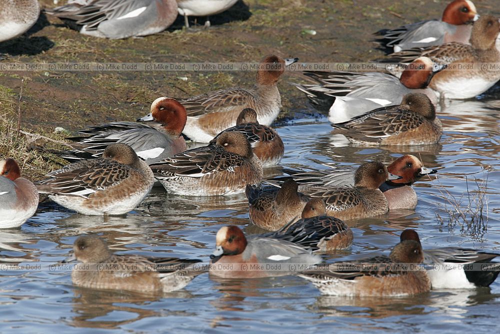 Anas penelope Wigeon