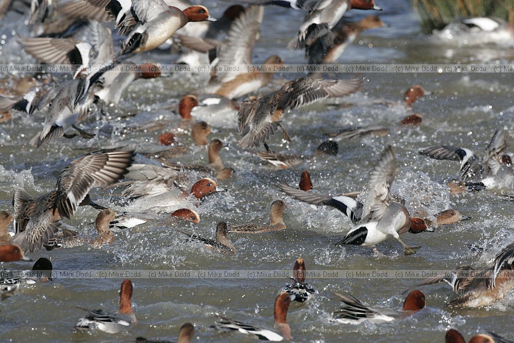 Anas penelope Wigeon