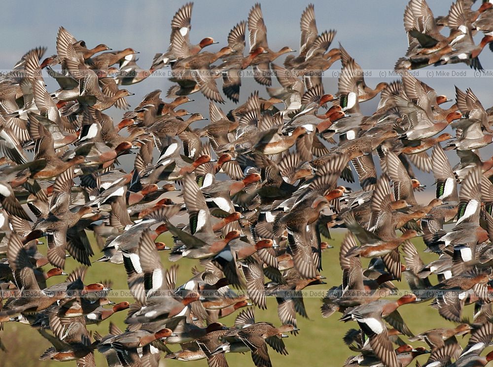 Anas penelope Wigeon