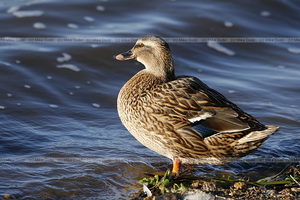 Anas platyrhynchos Mallard female