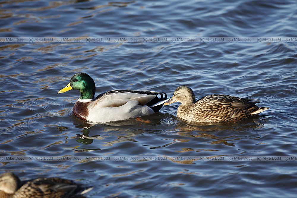 Anas platyrhynchos Mallard