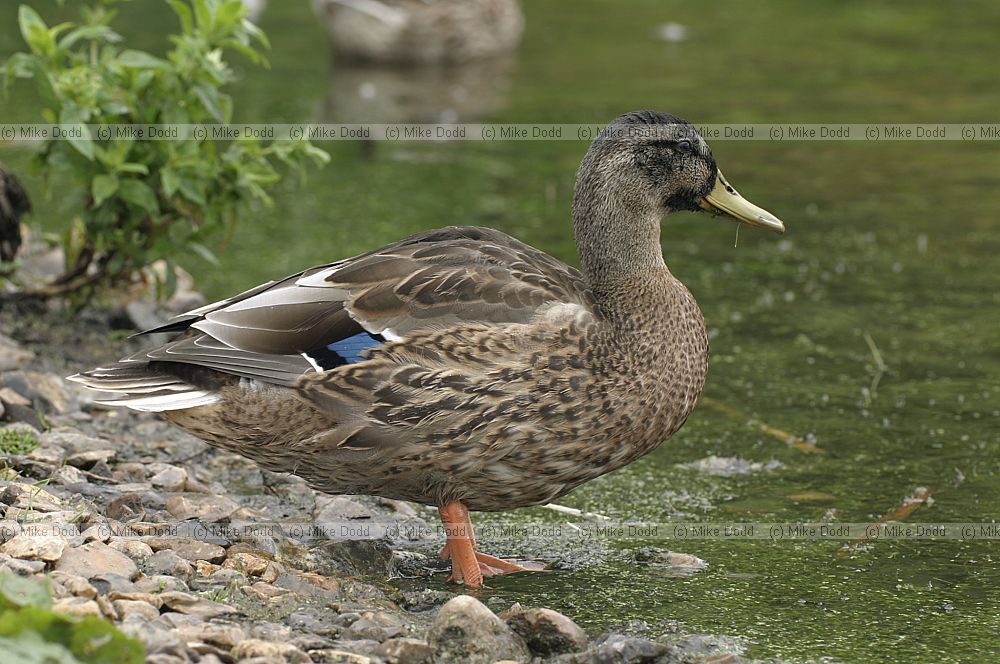 Anas platyrhynchos Mallard duck female