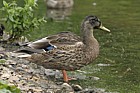 Anas platyrhynchos Mallard duck female