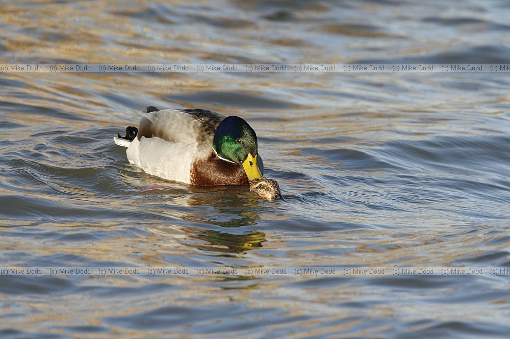 Anas platyrhynchos Mallard ducks mating