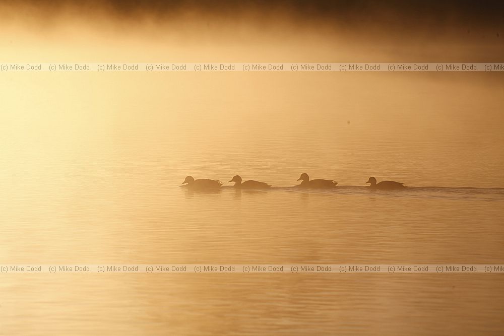 Anas platyrhynchos Mallard in early morning mist