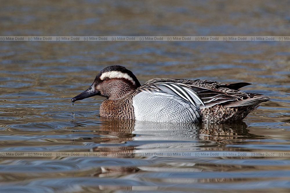 Anas querquedula Garganey