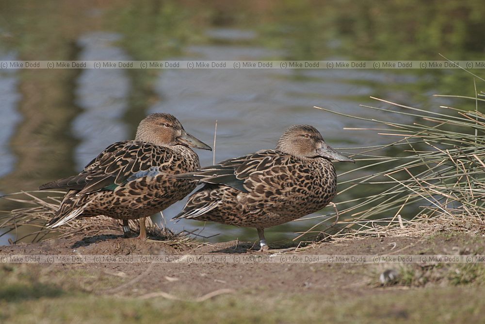 Anas rhynchotis variegata New Zealand Shoveler