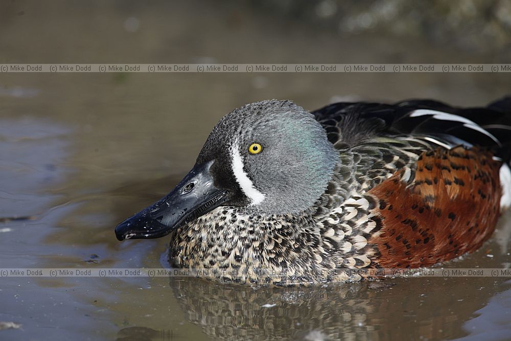 Anas rhynchotis Australasian Shoveler