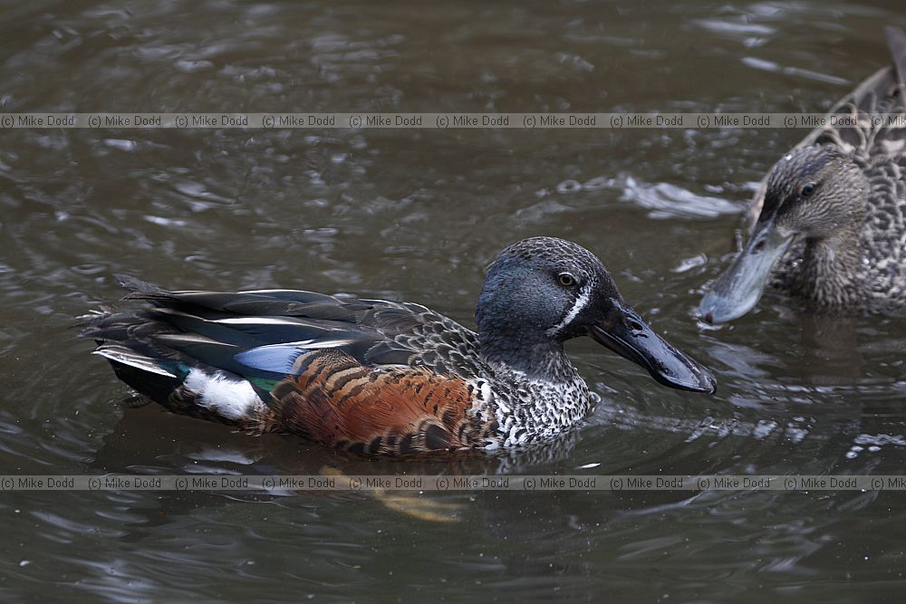 Anas rhynchotis variegata New Zealand Shoveler