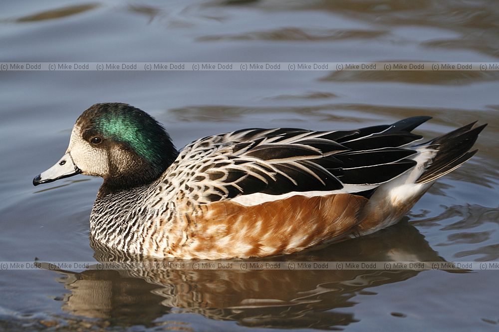 Anas sibilatrix Chiloe Wigeon