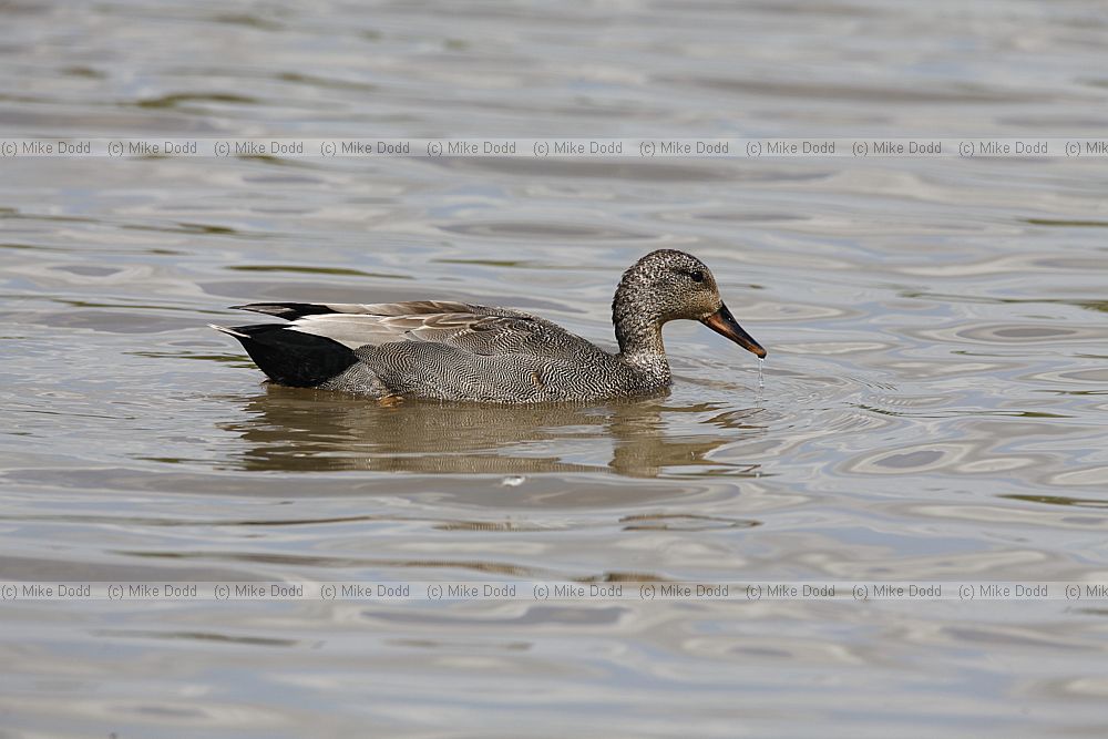 Anas strepera Gadwall