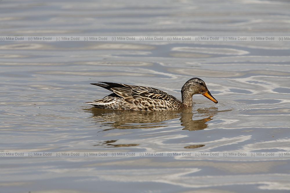 Anas strepera Gadwall