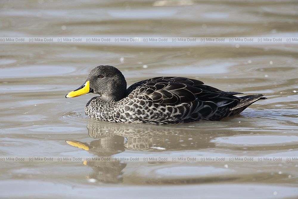 Anas undulata Yellow-billed Duck