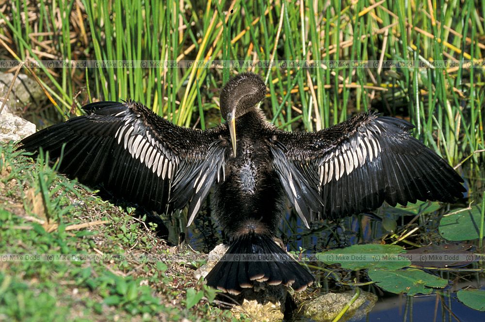 Anhinga anhinga Anhinga in Everglades Florida