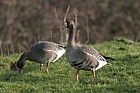 Anser albifrons White fronted goose