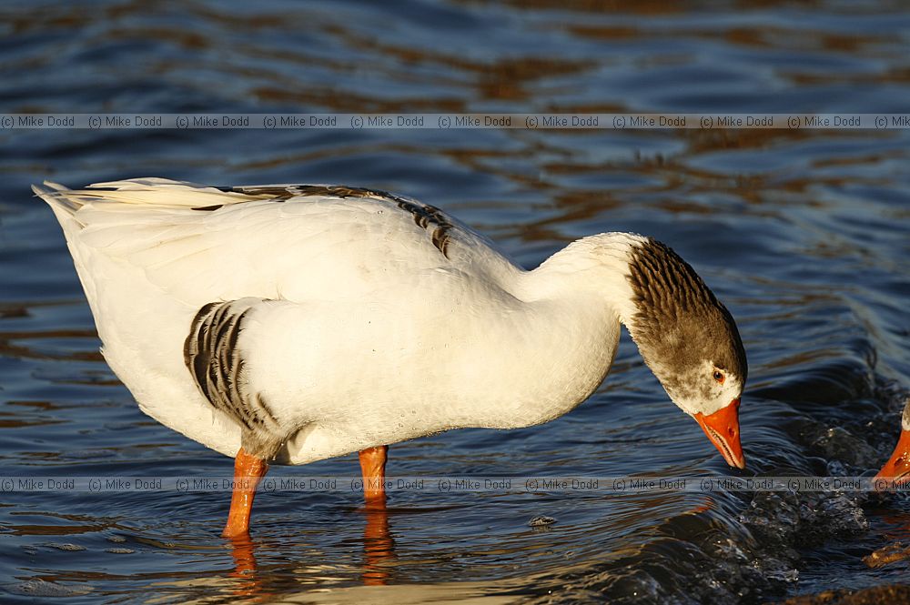 Anser anser Greylag goose Mostly white