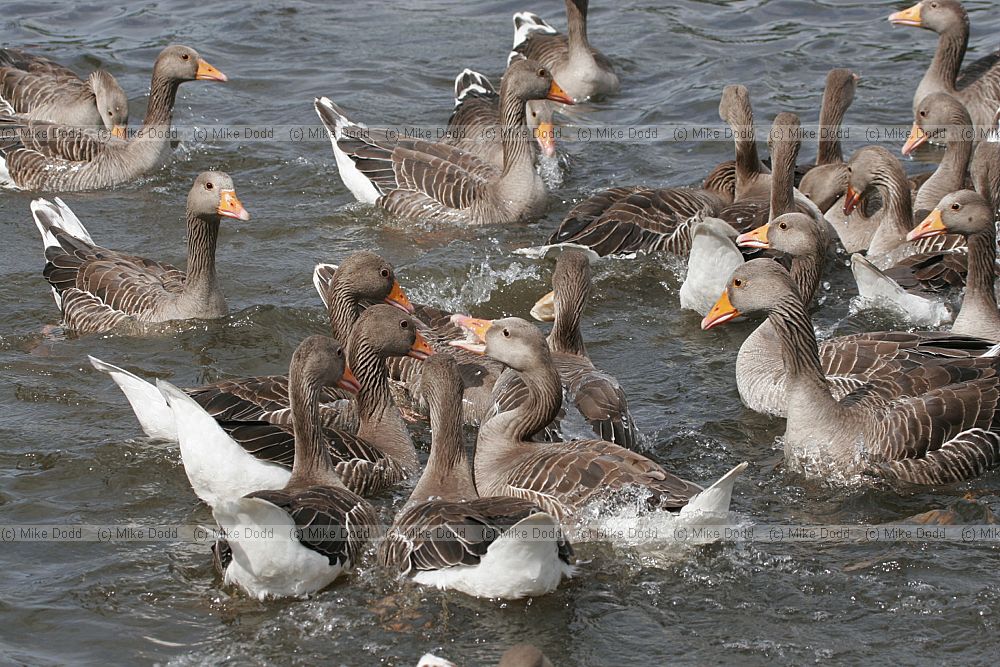 Anser anser Greylag goose