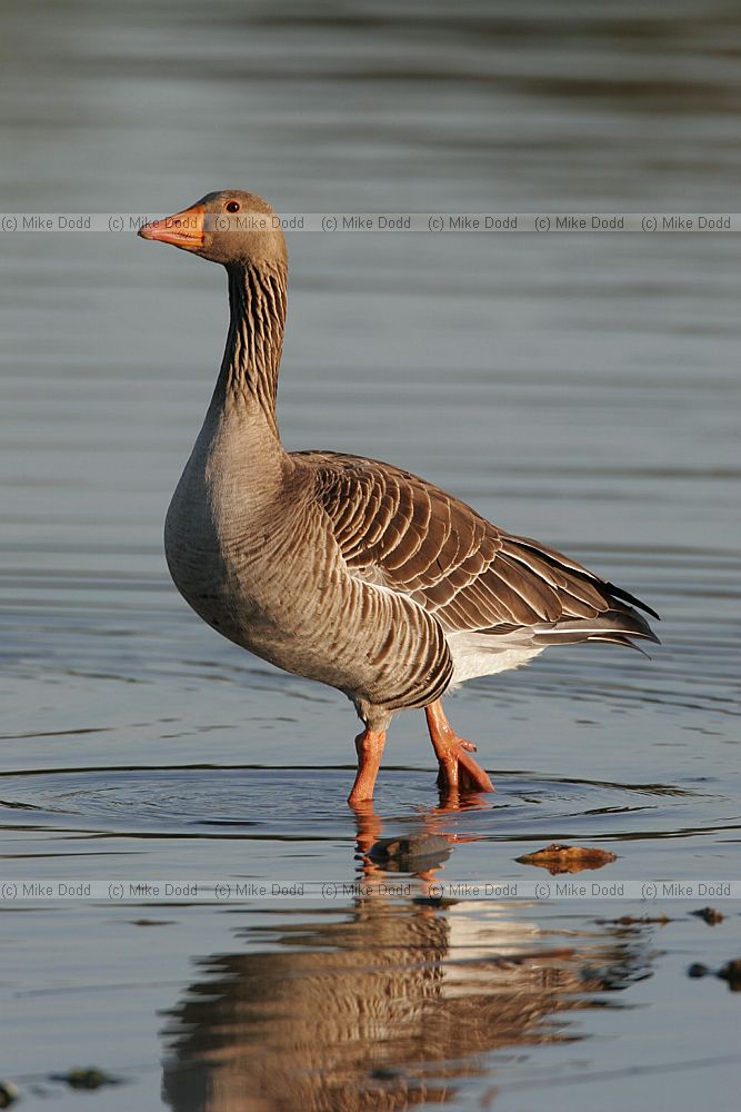 Anser anser Greylag goose