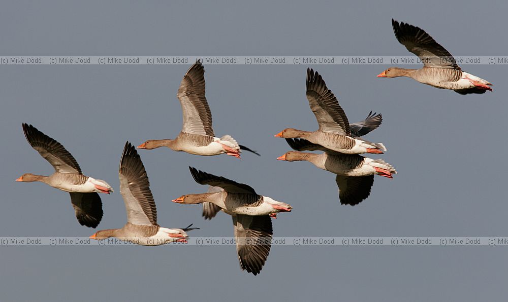 Anser anser Greylag goose in flight