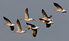 Anser anser Greylag goose in flight