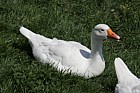 Anser anser domesticus Embden goose