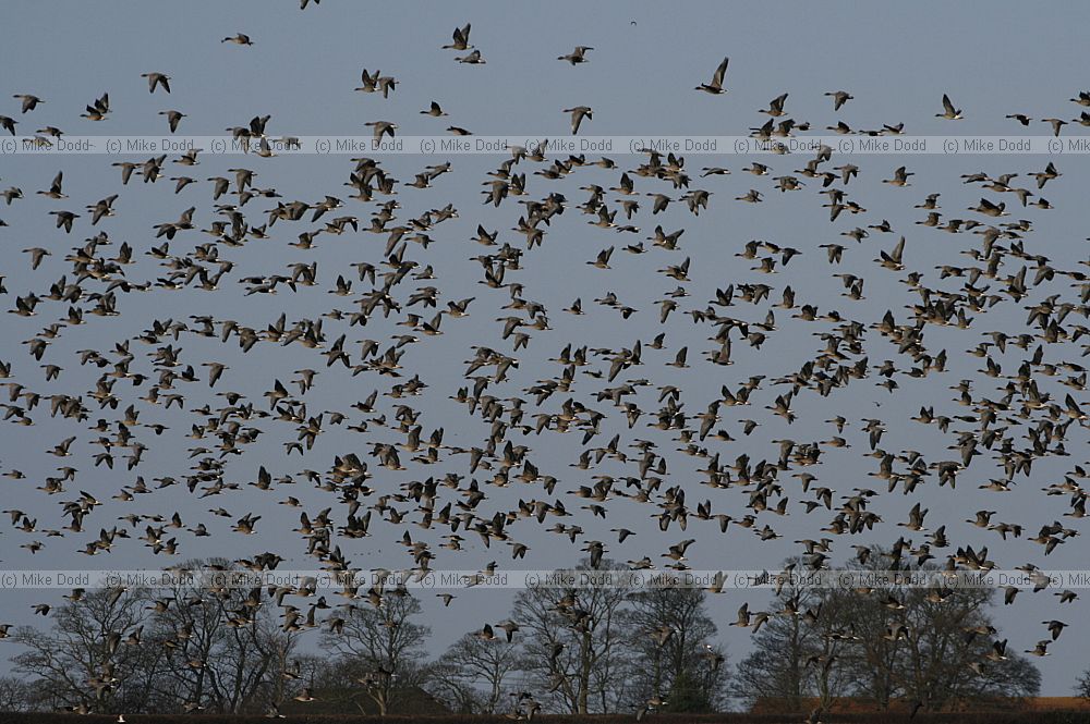 Anser brachyrhynchus Pink footed geese