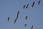 Anser brachyrhynchus Pink footed geese