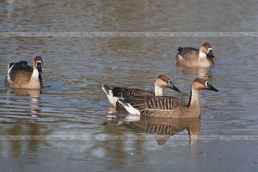 Anser domesticus Chinese goose (actually chinese goose is a domesticated goose that is probably a hybrid so a single scientific name is not appropriate)