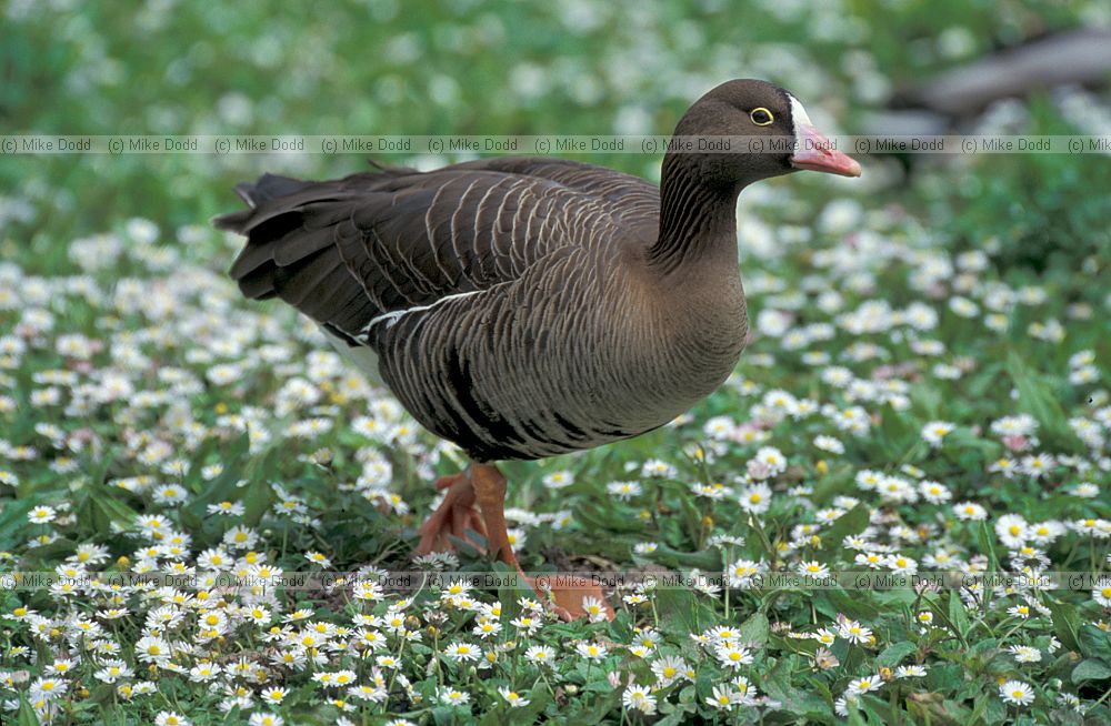 Lesser white fronted goose