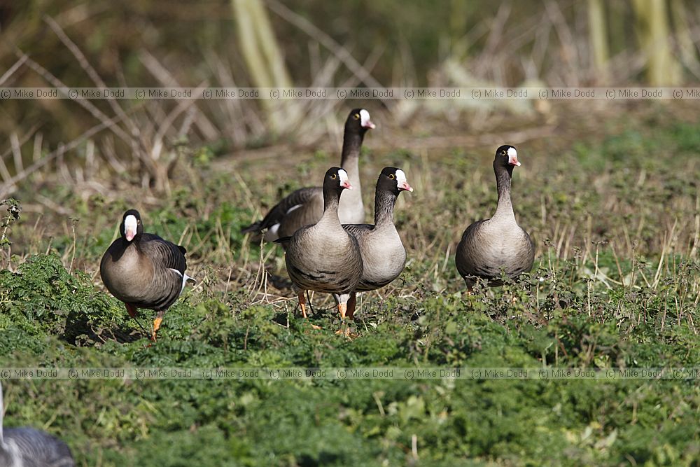 Anser erythropus Lesser White-fronted Goose