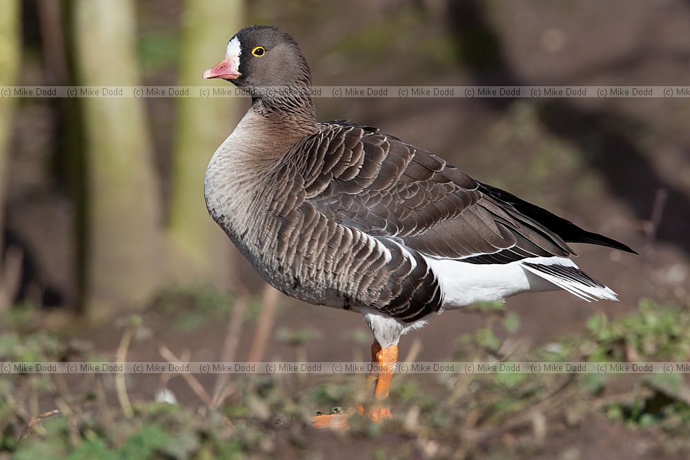 Anser erythropus Lesser White-fronted Goose