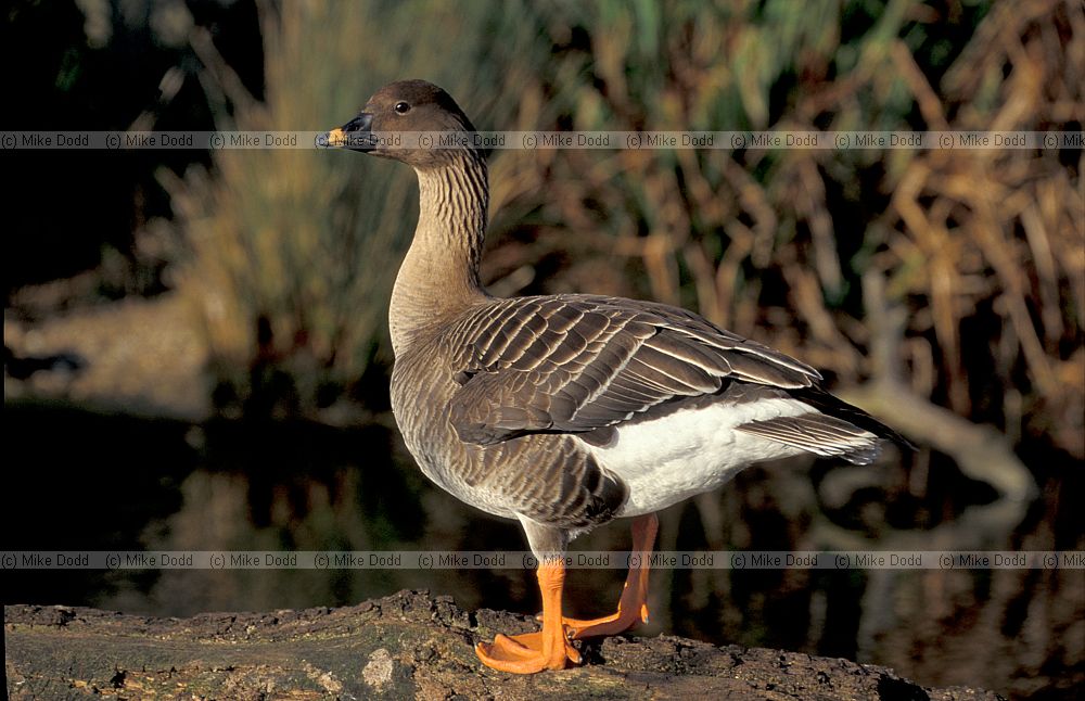 Anser fabalis Bean goose