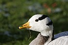 Anser indicus Bar-headed goose