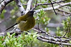 Anthornis melanura New Zealand Bellbird