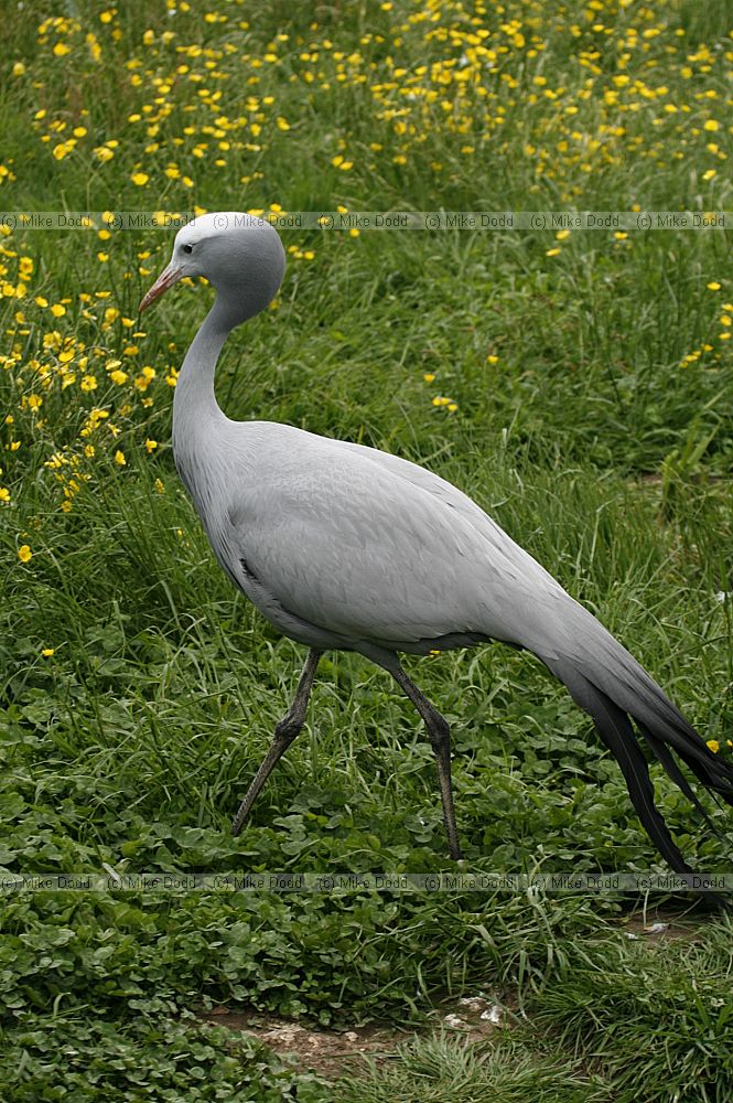 Anthropoides paradisea Blue or Stanley Crane