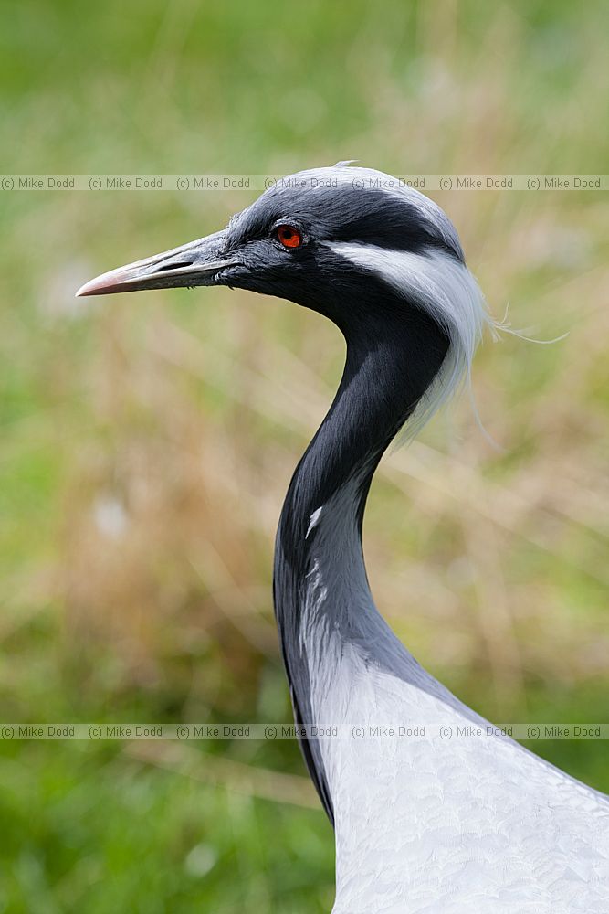 Anthropoides virgo Demoiselle Crane