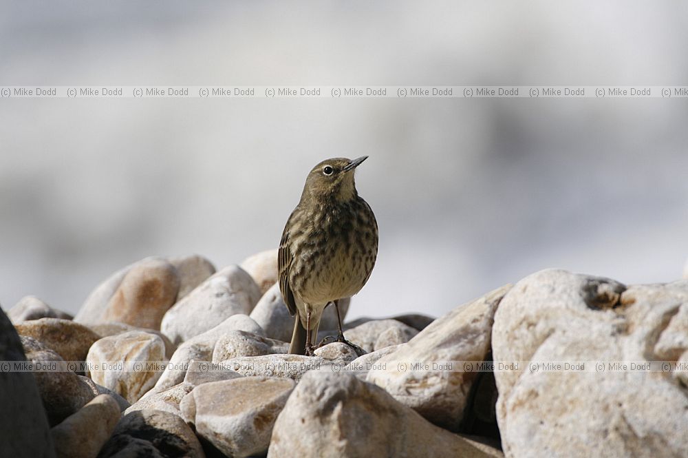 Anthus petrosus Rock Pipit