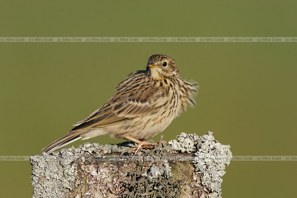 Anthus pratensis Meadow pipit in evening light