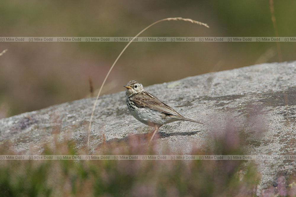 Anthus pratensis Meadow pipit