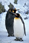 Aptenodytes patagonicus King Penguins on snow