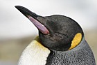 Aptenodytes patagonicus King Penguins