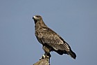 Aquila rapax Tawny eagle