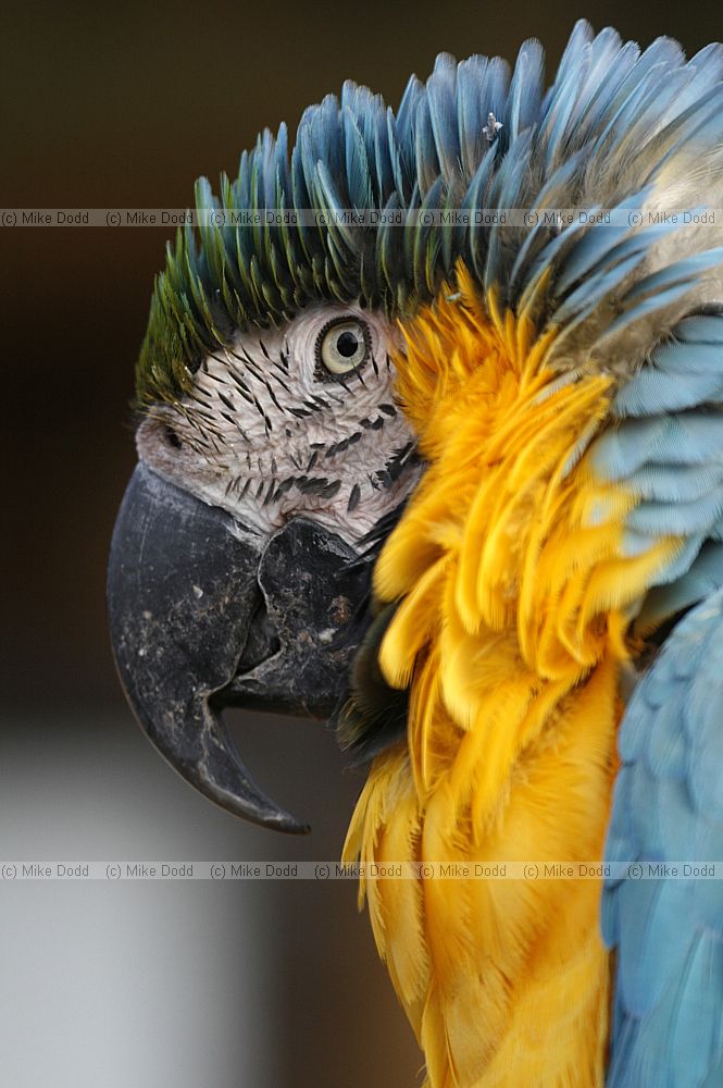 Ara ararauna Blue and Gold Macaw