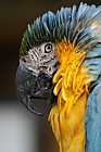 Ara ararauna Blue and Gold Macaw