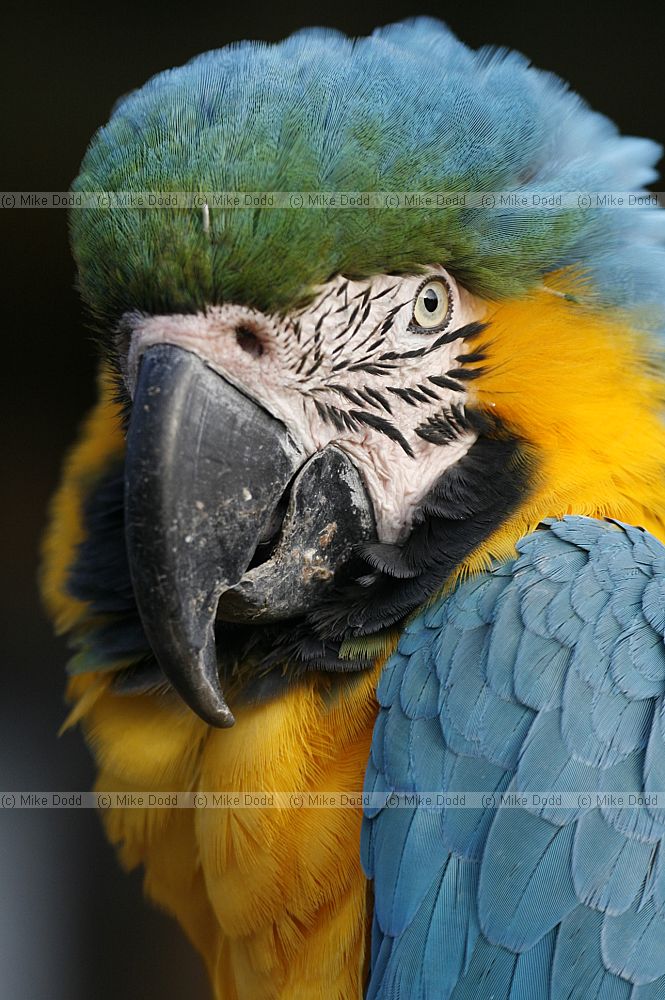 Ara ararauna Blue and Gold Macaw
