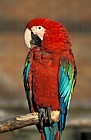 Ara chloropterus Green-winged Macaw