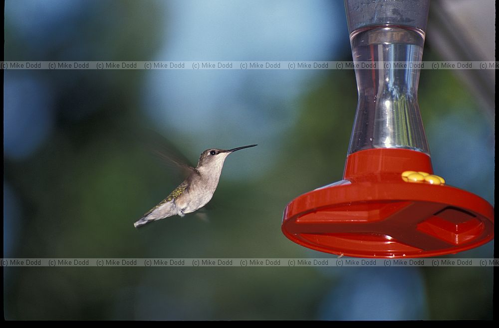 Archilochus colubris Ruby throated hummingbird female Jay Adirondacks New York