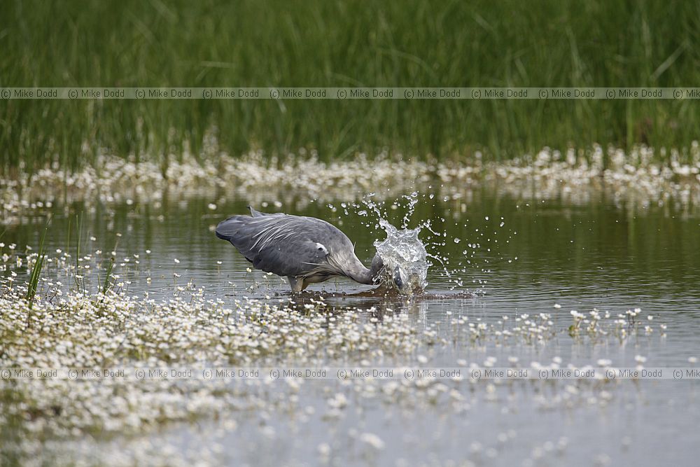 Ardea cinerea Grey heron